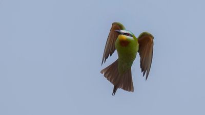 Grn bitare [Blue-cheeked bee-eater] 0L4A0332.jpg