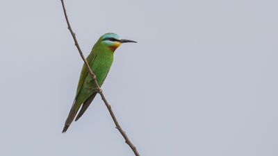 Grn bitare [Blue-cheeked bee-eater] 0L4A0338.jpg