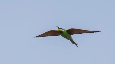 Grn bitare [Blue-cheeked bee-eater] 0L4A0340.jpg