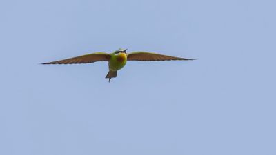 Grn bitare [Blue-cheeked bee-eater] 0L4A0369.jpg
