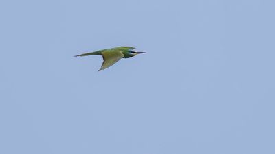 Grn bitare [Blue-cheeked bee-eater] 0L4A0381.jpg