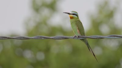 Grn bitare [Blue-cheeked bee-eater] 0L4A0416.jpg