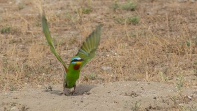 Grn bitare [Blue-cheeked bee-eater] 0L4A0523.jpg