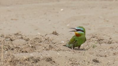 Grn bitare [Blue-cheeked bee-eater] 0L4A0539.jpg