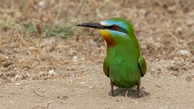 Grn bitare [Blue-cheeked bee-eater] 0L4A0548.jpg