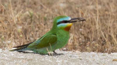 Grn bitare [Blue-cheeked bee-eater] 0L4A0569.jpg