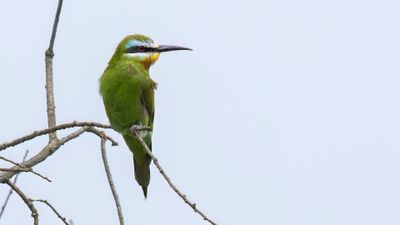 Grn bitare [Blue-cheeked bee-eater] 0L4A0587.jpg