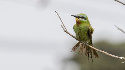 Grn bitare [Blue-cheeked bee-eater] 0L4A0590.jpg