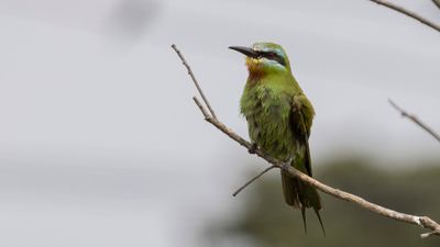Grn bitare [Blue-cheeked bee-eater] 0L4A0592.jpg