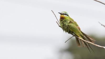 Grn bitare [Blue-cheeked bee-eater] 0L4A0594.jpg