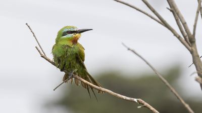 Grn bitare [Blue-cheeked bee-eater] 0L4A0595.jpg