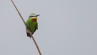 Grn bitare [Blue-cheeked bee-eater] 0L4A0846.jpg
