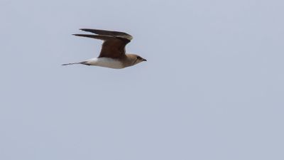 Rdvingad vadarsvala [Collared pratincole] 0L4A0651.jpg