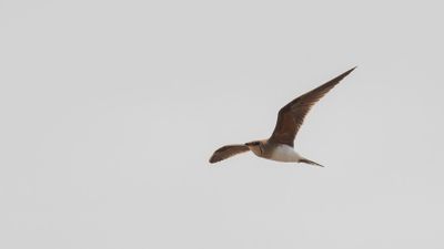 Rdvingad vadarsvala [Collared pratincole] 0L4A0678.jpg