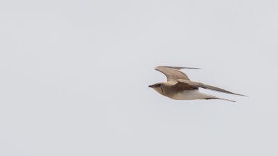 Rdvingad vadarsvala [Collared pratincole] 0L4A0680.jpg