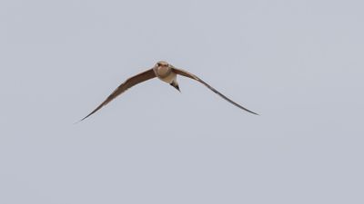 Rdvingad vadarsvala [Collared pratincole] 0L4A0718.jpg