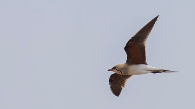 Rdvingad vadarsvala [Collared pratincole] 0L4A0719.jpg