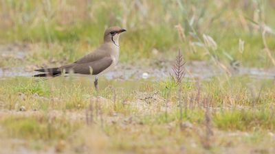 Rdvingad vadarsvala [Collared pratincole] 0L4A0814.jpg