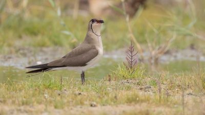 Rdvingad vadarsvala [Collared pratincole] 0L4A0826.jpg