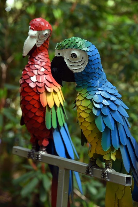 Pair of Parrots
