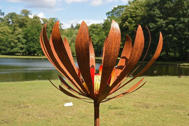 Rusty Red Protea