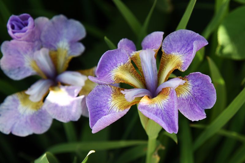 FLOWERS 2025