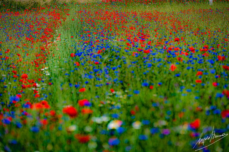Castelluccio-0566.jpg
