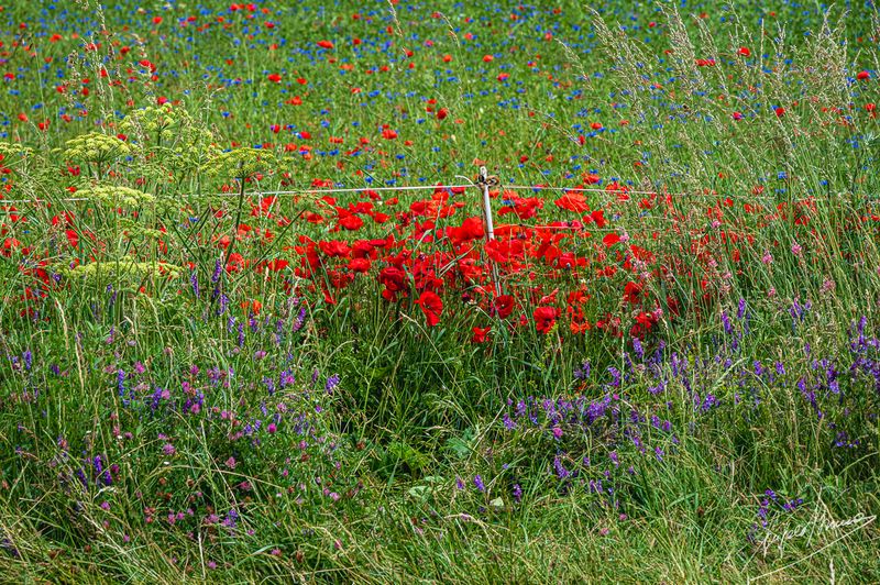 Castelluccio-0573.jpg