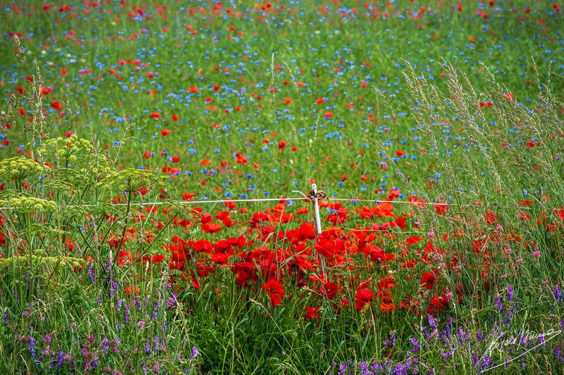Castelluccio-0574.jpg
