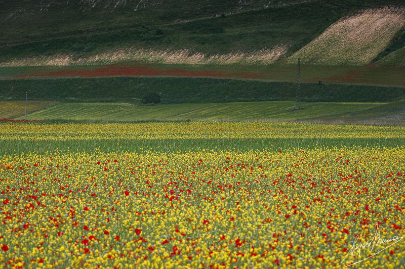 Castelluccio-0577.jpg