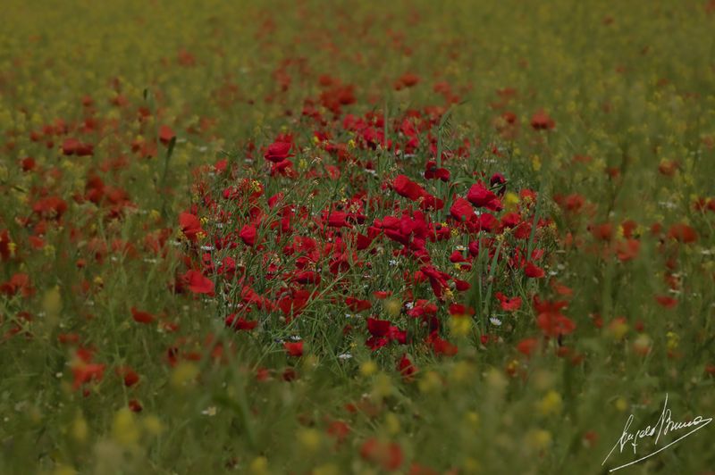 Castelluccio-0579.jpg