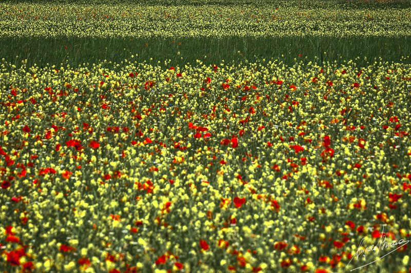 Castelluccio-0580.jpg
