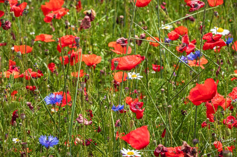 Castelluccio-0582.jpg