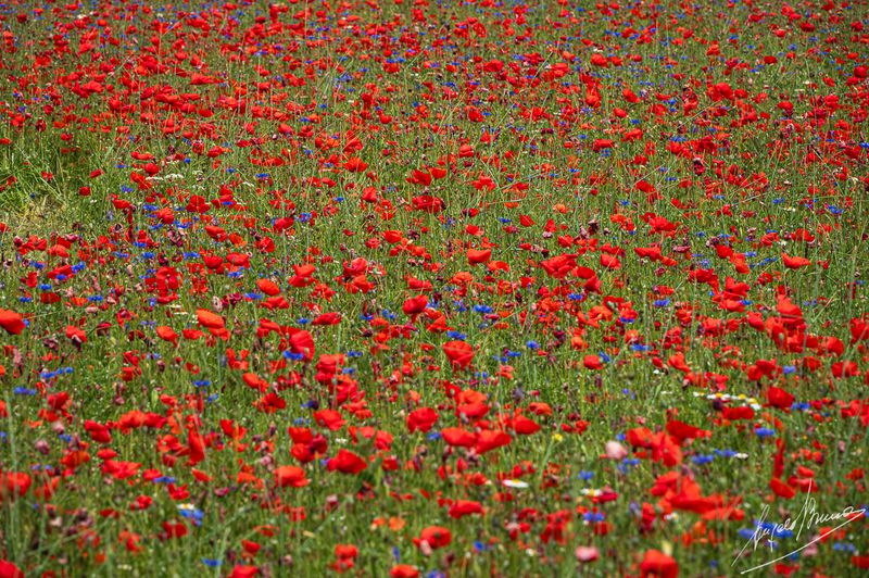 Castelluccio-0583.jpg