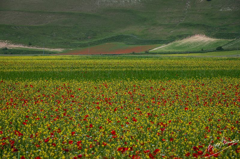 Castelluccio-0585.jpg