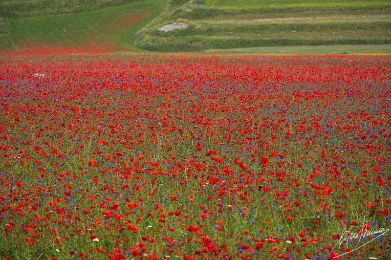 Castelluccio-0587.jpg