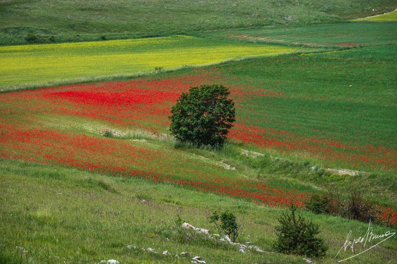 Castelluccio-0590.jpg