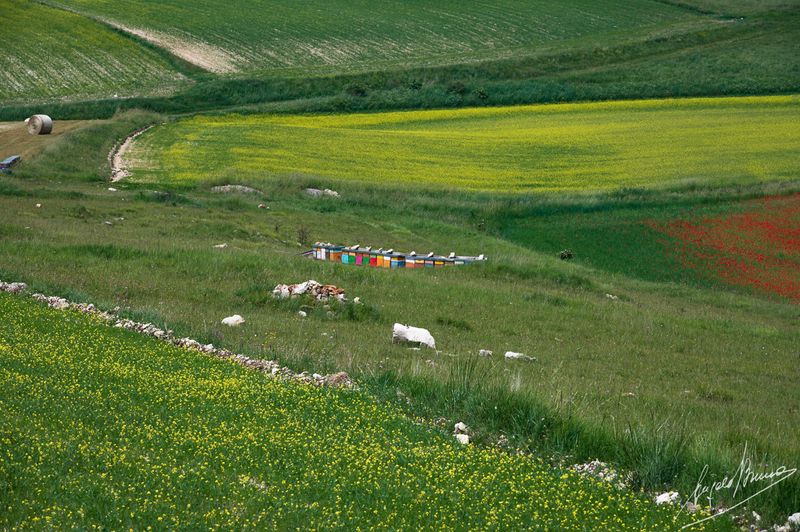 Castelluccio-0595.jpg