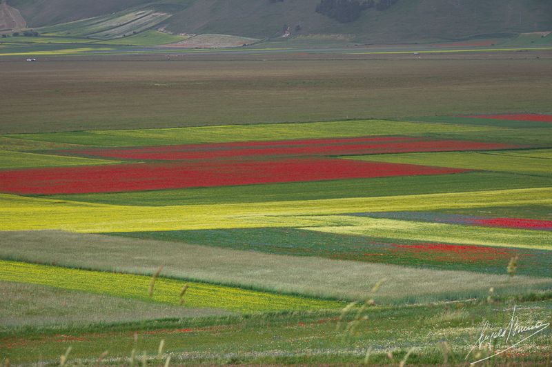 Castelluccio-0606.jpg