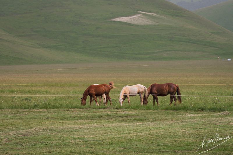Castelluccio-0610.jpg
