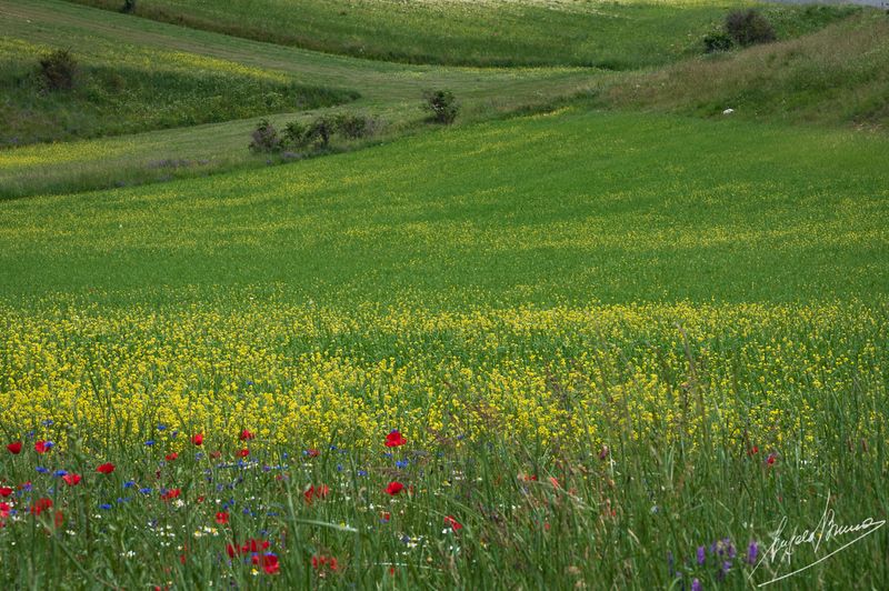 Castelluccio-0616.jpg