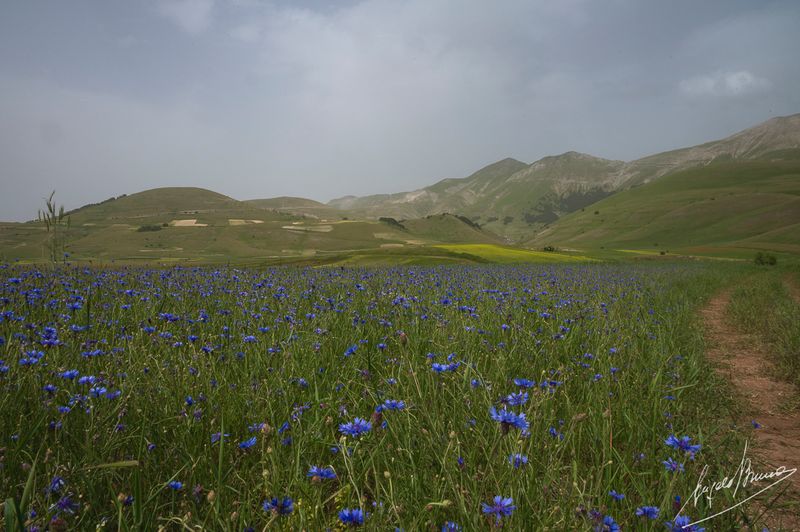 Castelluccio-0619.jpg