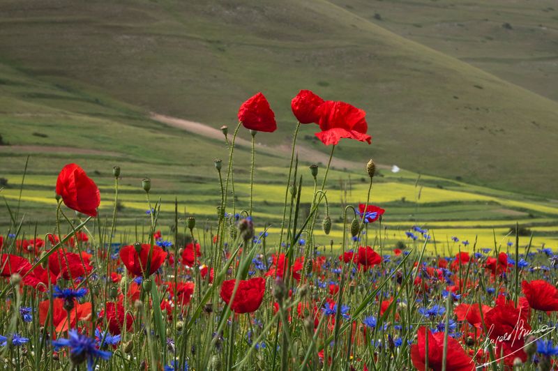 Castelluccio-0621.jpg
