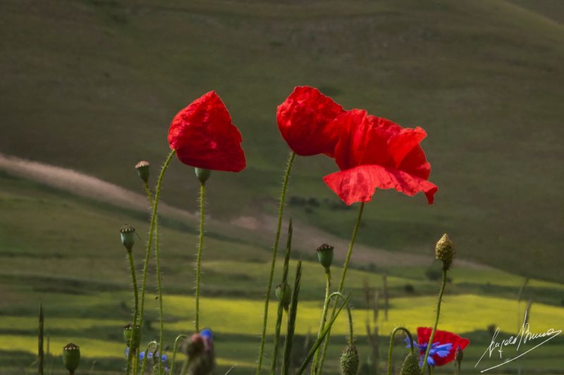 Castelluccio-0622.jpg