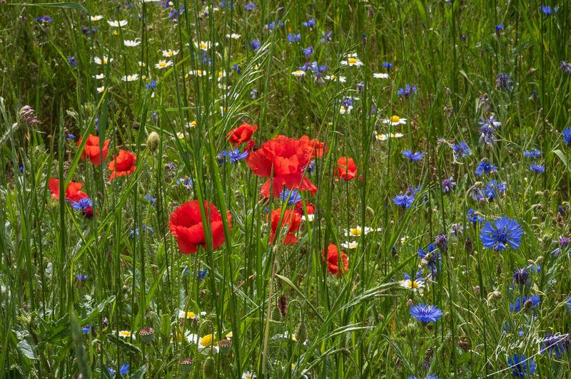 Castelluccio-0627.jpg