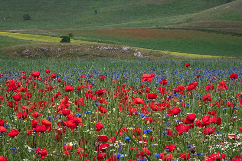 Castelluccio-0628.jpg