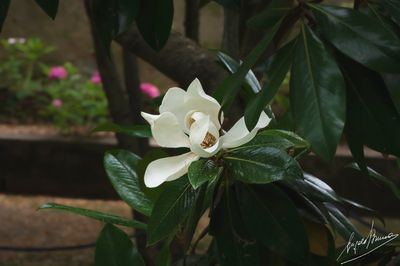 g13/78/830478/3/174651157.a45e32cd.JPEG