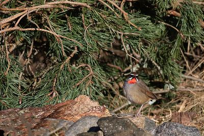 Rubinnäktergal/Sibirian Rubythroat.