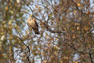 Rödfalk/Lesser kestrel