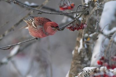 Tallbit/Pine Grosbeak.